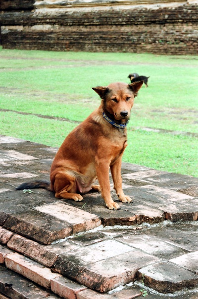 Photo of a Thai dog.