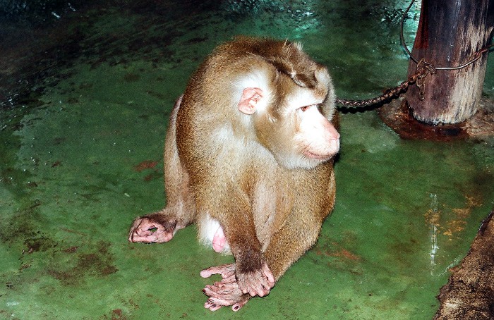 Photo of a monkey.