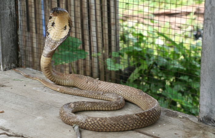 Photo of a cobra snake.