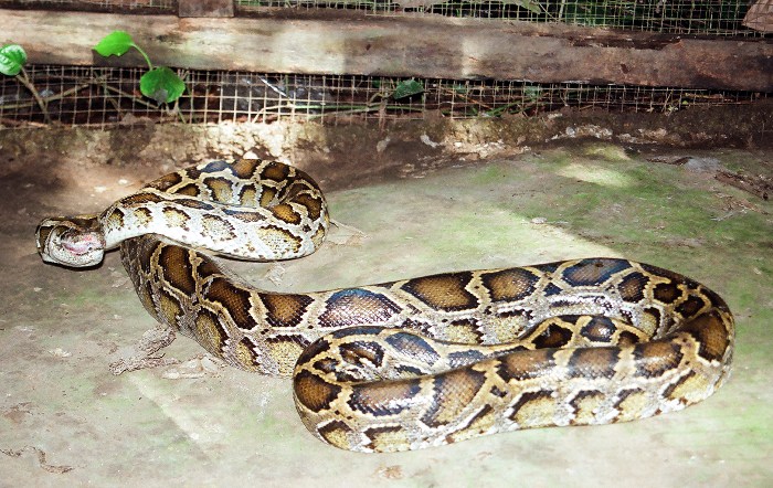 Photo of a python snake.