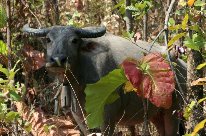Photo of a buffalo.