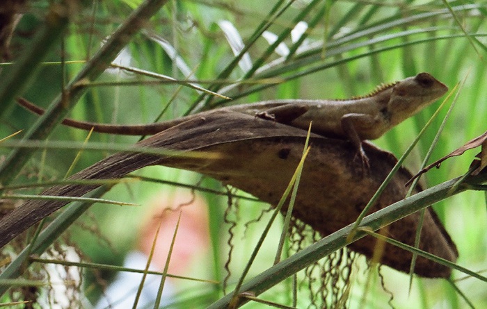 Photo d'un iguane.