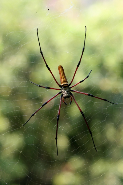 Photo of a spider.