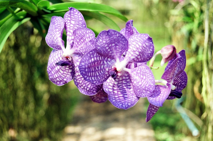 Photo of a orchid flower.