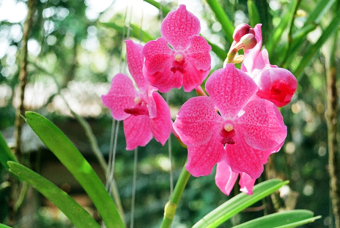 Photo of a orchid flower.