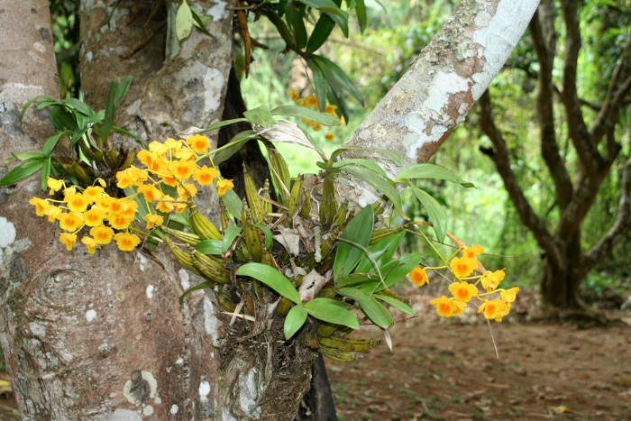 Photo d'une orchide sauvage.