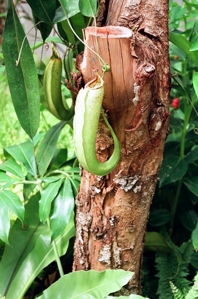 Photo of carnivorous plant.