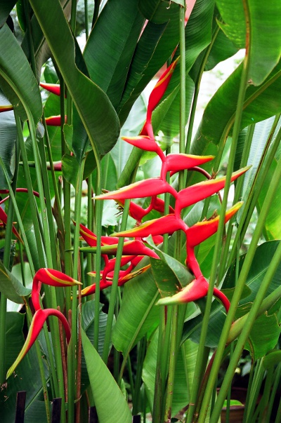 Photo of bird-of-paradise flower.