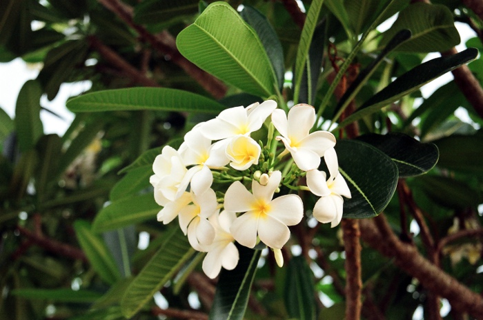 Flower of the frangipani tree.