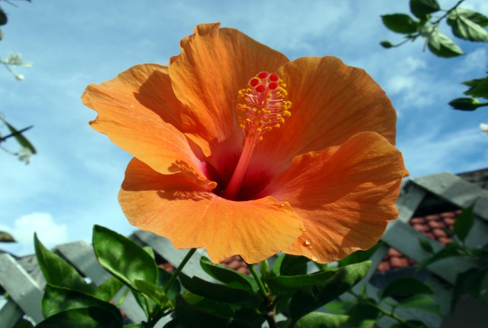Photo of hibiscus flower.