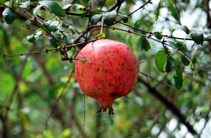 Photo of pomegranate fruit.