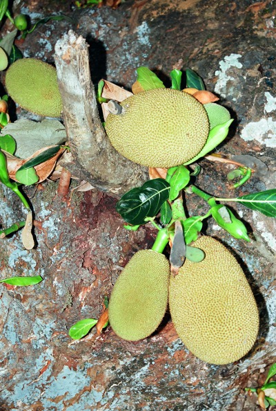Photo of coromandel gooseberry fruit.