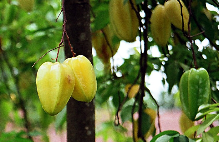 Photo of banana fruit.